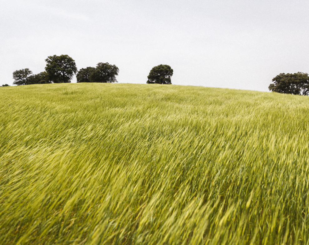 Gluten-Free Isn’t the Answer: How Einkorn is Reviving Real, Non-Hybridized Wheat